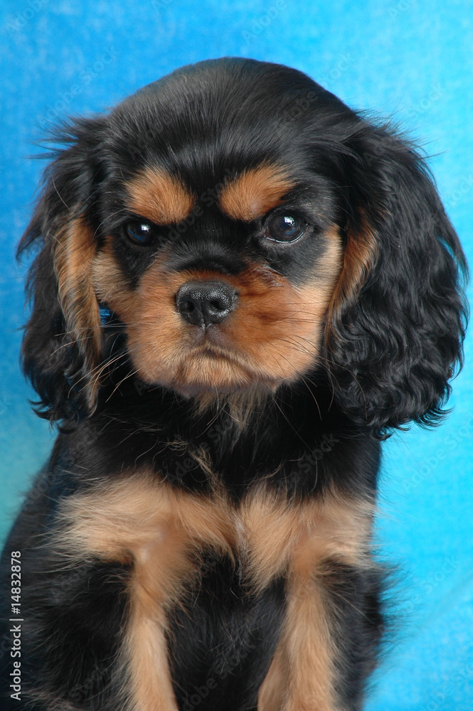 primo piano cavalier king