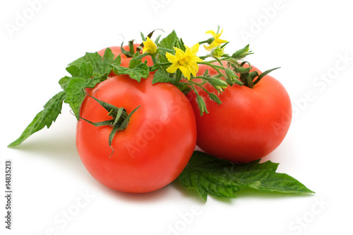 bio fresh tomatoes on white background
