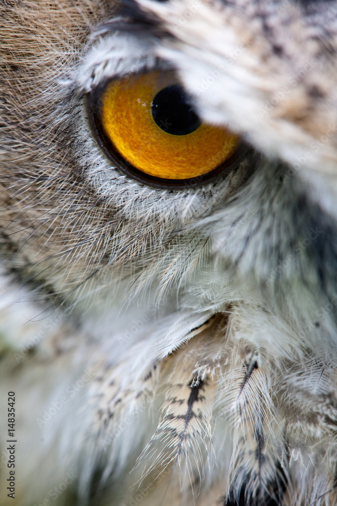 Naklejka premium owl eye closeup stare watching