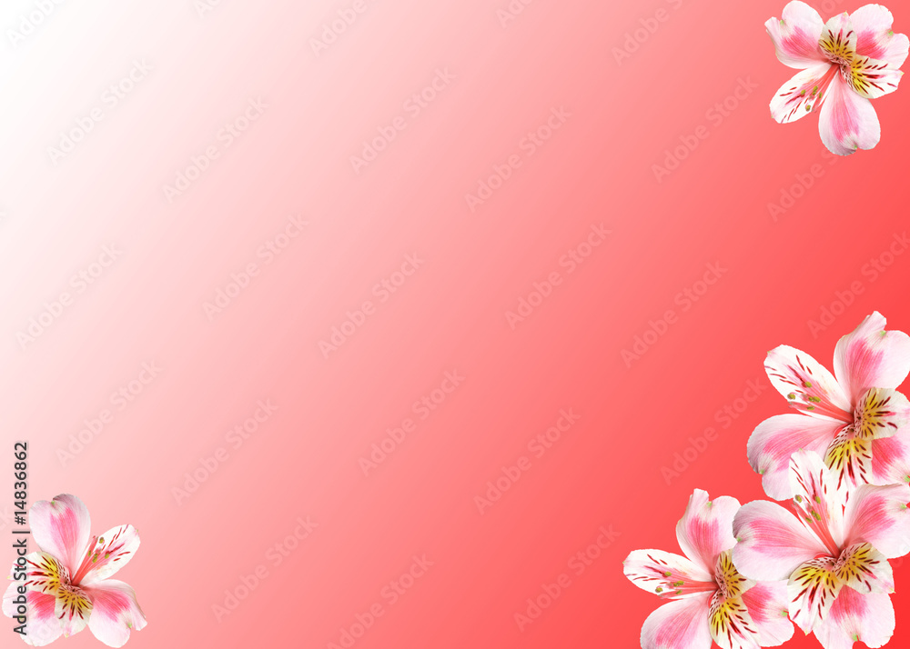 Flowers on a red background