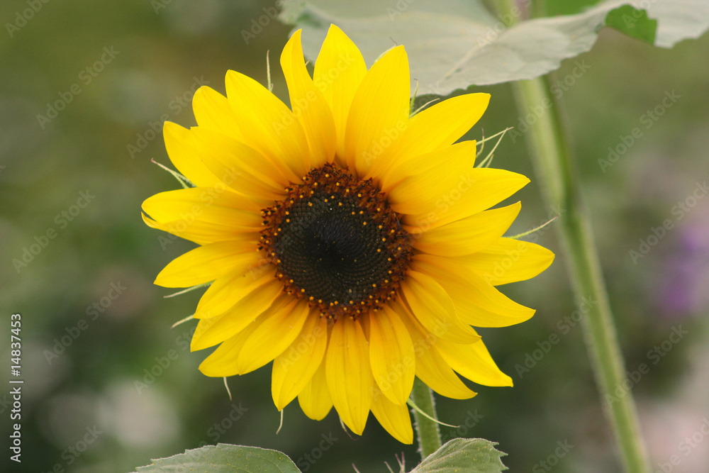 Sonnenblume Sonnenblume