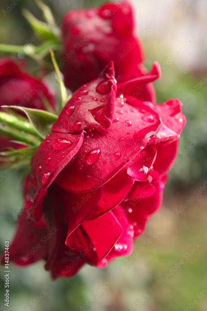 Obraz premium Rote Rosen mit Wassertropfen