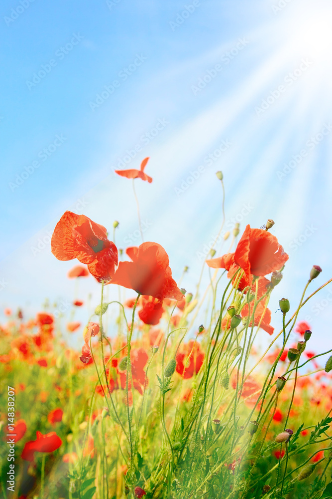 Naklejka premium Poppy field background