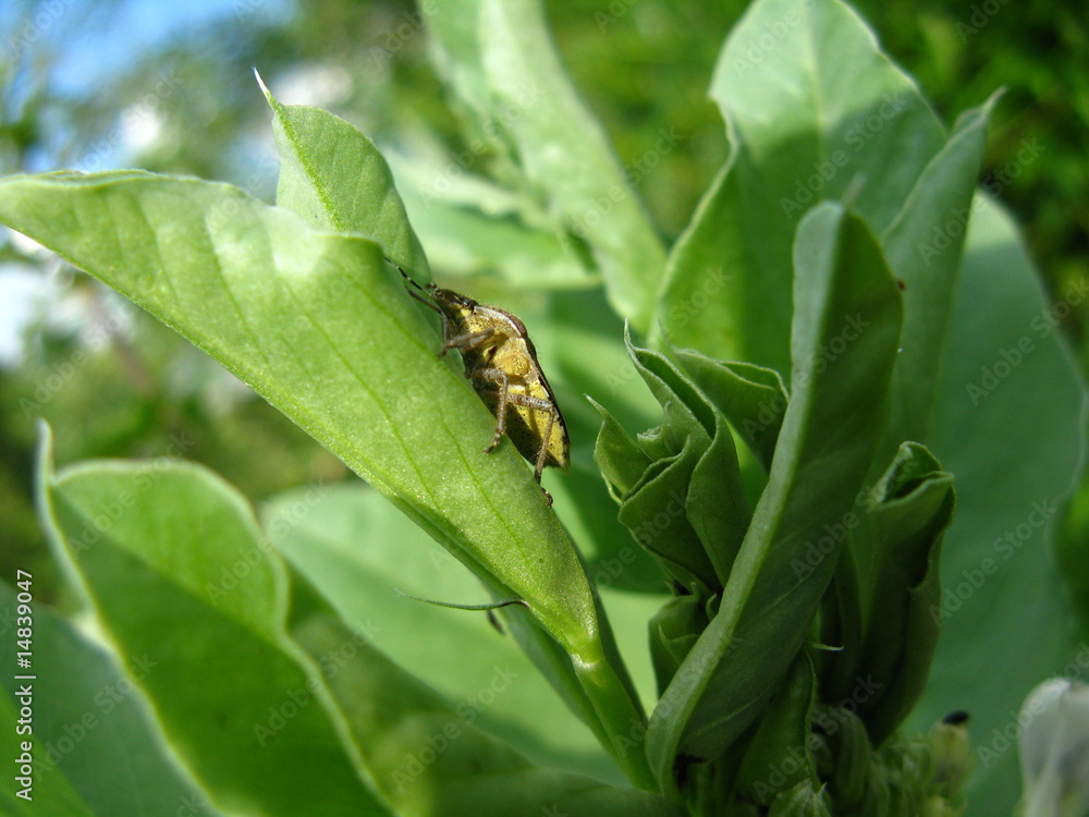 Fototapeta premium Beerenwanze an Puffbohne