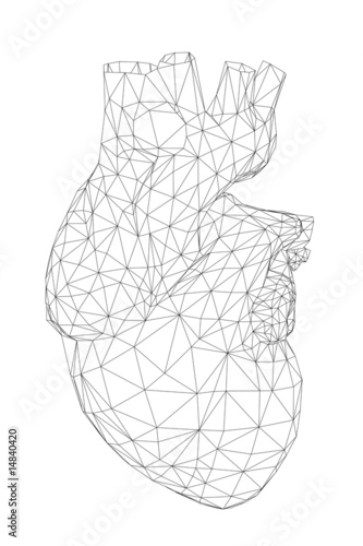 3D front view of the human heart