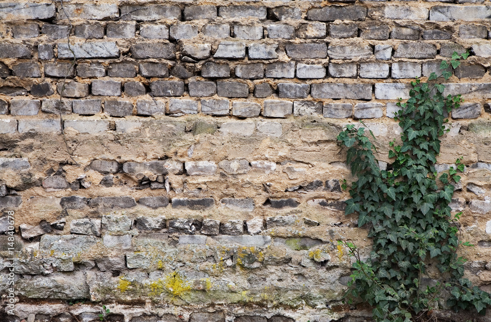 Fototapeta premium weathered grey brickwall with poison ivy