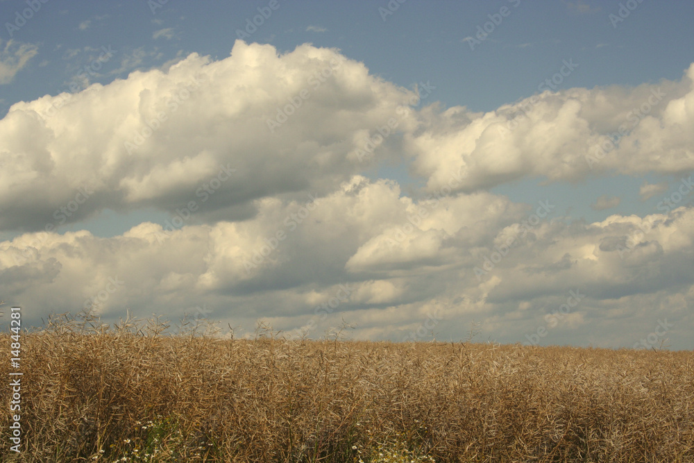 Obraz premium Getreidefeld im Sommer