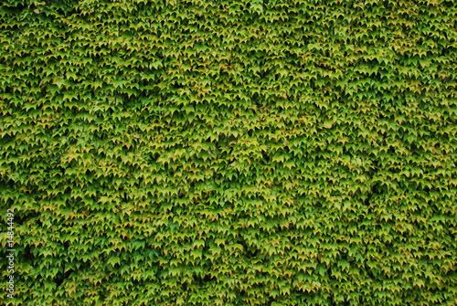 Wall covered with green leaves of the decorative plant