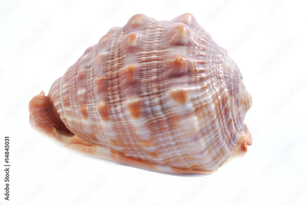 Conchiglia Conchiglia