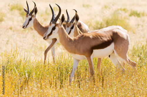 Three young Springbok in the Kalahari desert