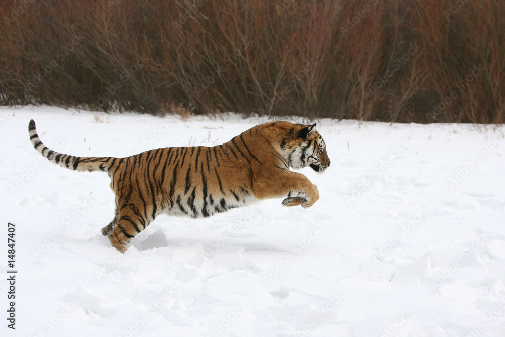 Siberian Tiger Running in Snow