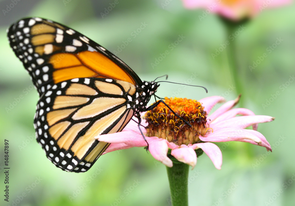 Naklejka premium Monarch Butterfly