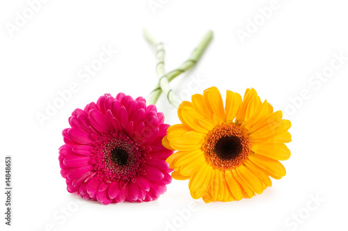 Two gerbera flowers isolated on the white