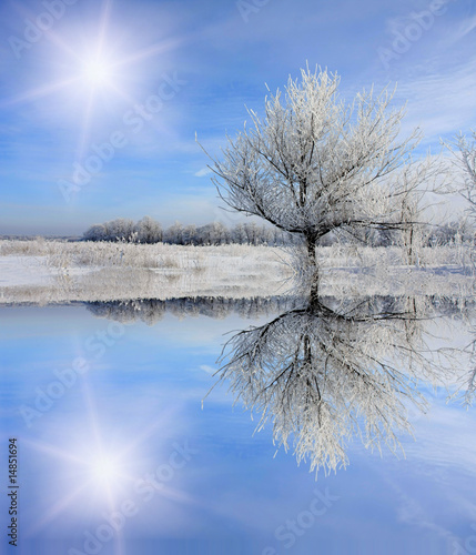 Winter tree near frozen lake photo