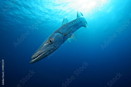 Barracuda in the Blue photo