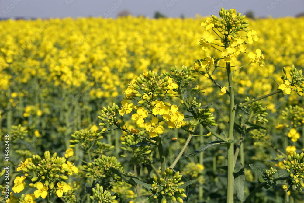 rape field