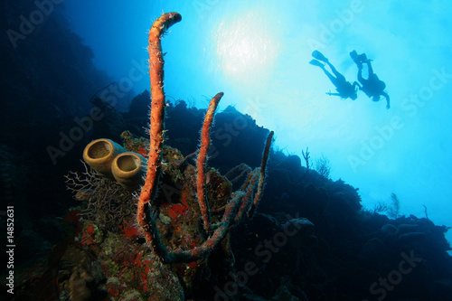 SCUBA divers swimming over corals