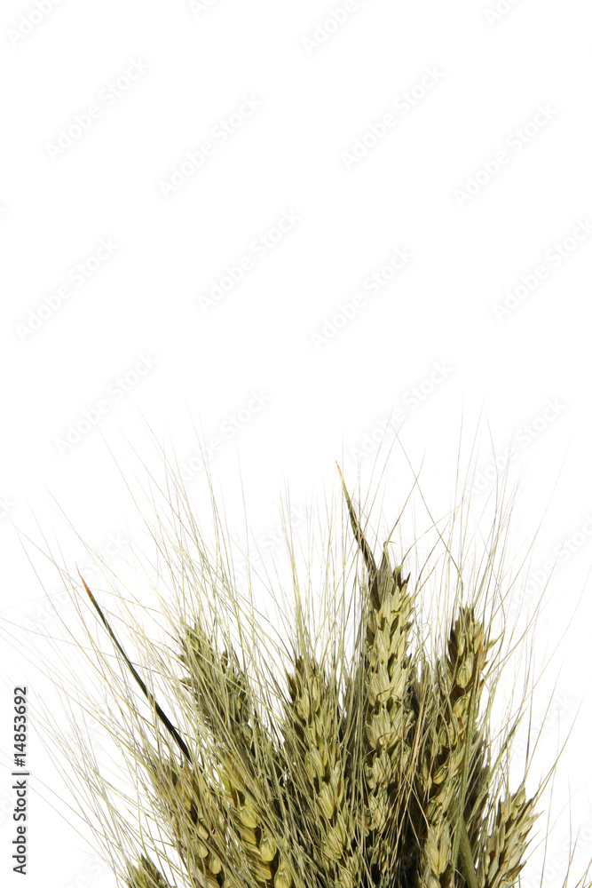 Wheat ear on the white background (isolated) Wheat ear on the white background (isolated)