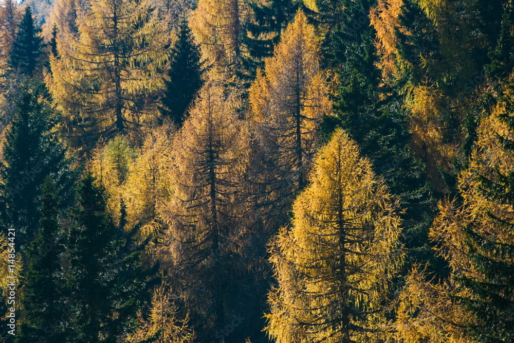 Pine silhuette Pine silhuette