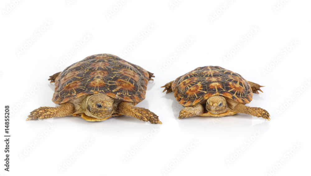 Fototapeta premium tortoises
