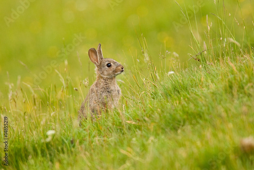 Wild Rabbit © S.R.Miller