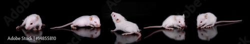 фотографія Mus musculus