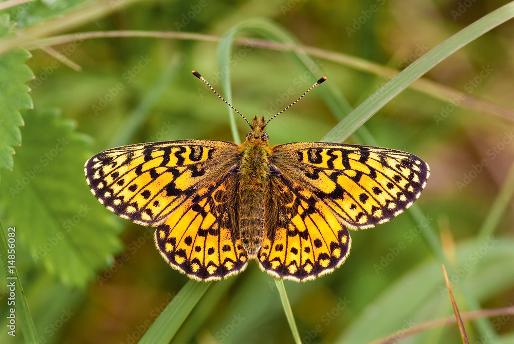 Obraz premium Small Pearl Bordered Fritillary butterfly