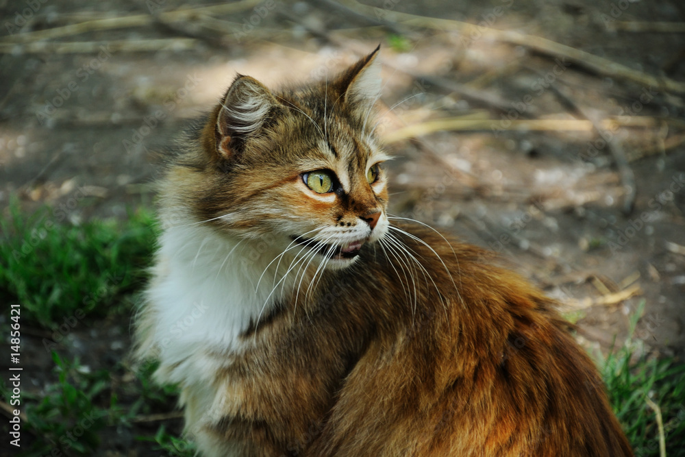 Fototapeta premium Three-coloured cat