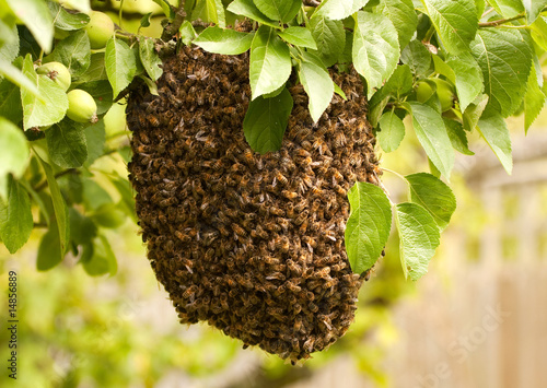 Fotografia Swarm of uninvited bees