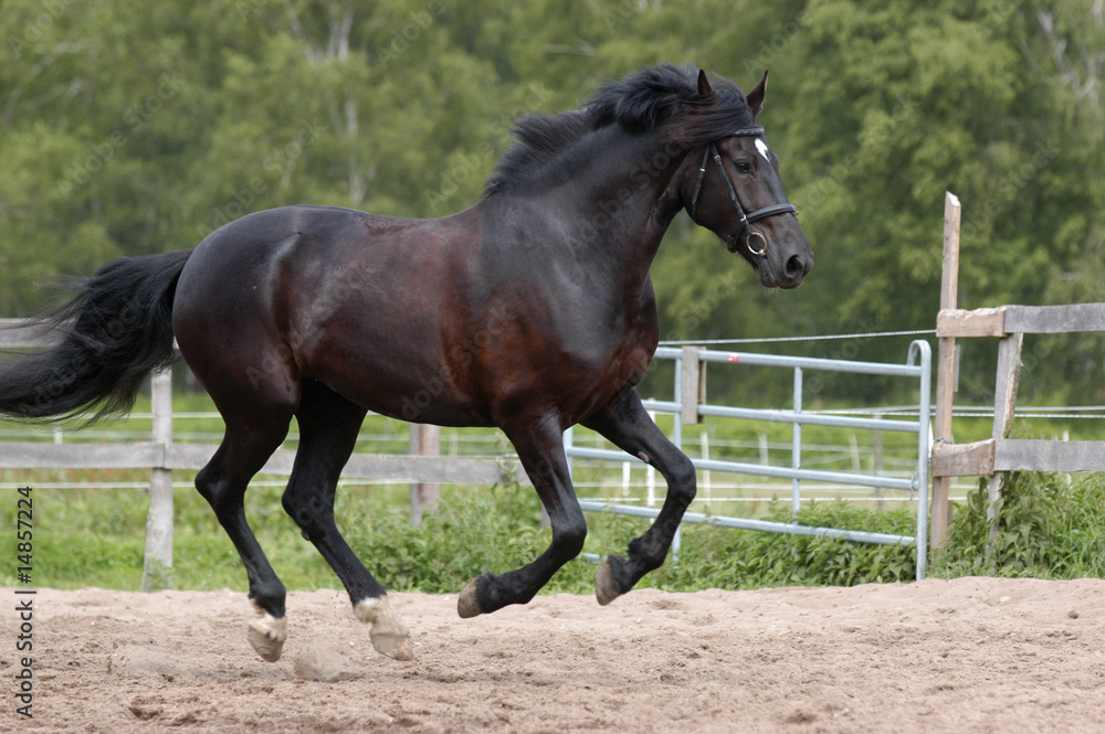 Fototapeta premium Eine Friesen-Mix-Stute galoppiert im Freilauf über den Reitplatz
