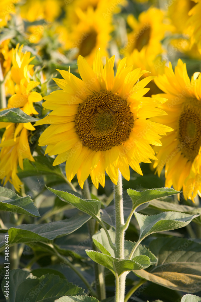 Fototapeta premium sunflowers