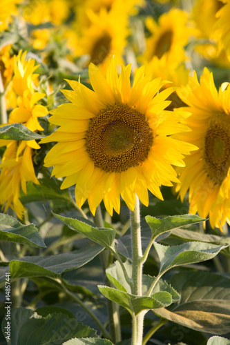 Fototapeta Naklejka Na Ścianę i Meble -  sunflowers