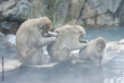 Snow monkeys grooming in hot spring in Jigokudani, Japan