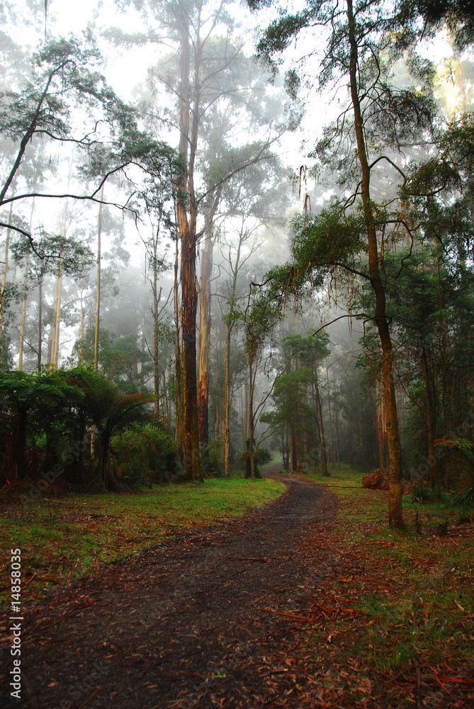 Naklejka premium Track in the forest