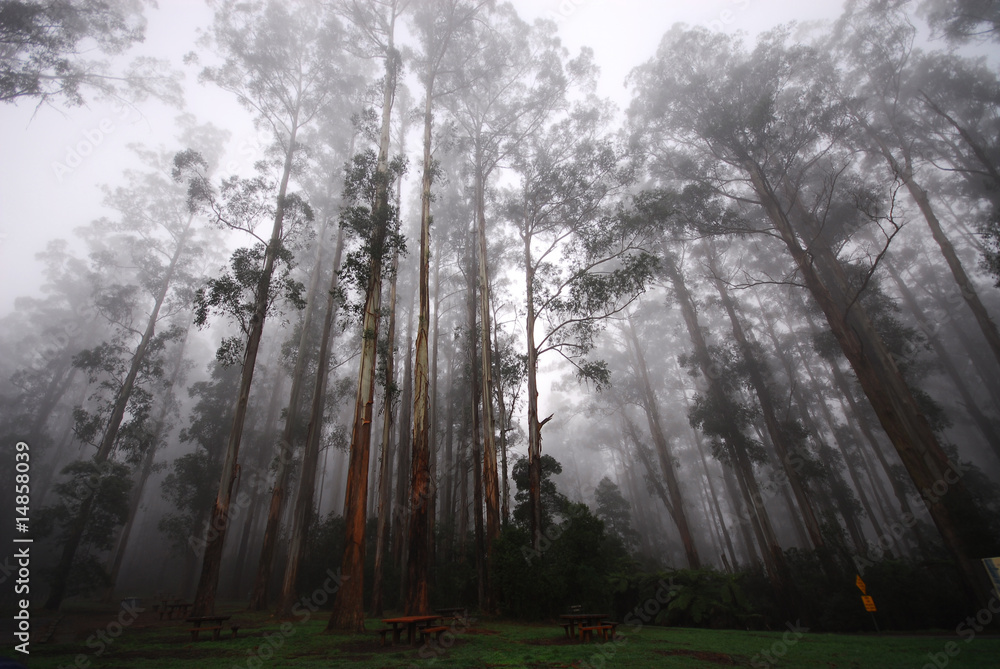 Obraz premium Picnic Ground