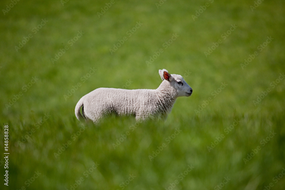 Naklejka premium Running Lamb
