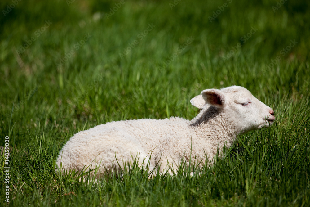 Naklejka premium Sleep Lamb