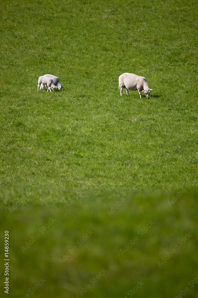 Obraz premium Mother Sheep