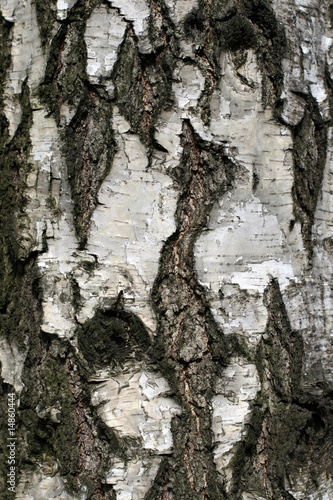 Fototapeta Naklejka Na Ścianę i Meble -  Birch bark