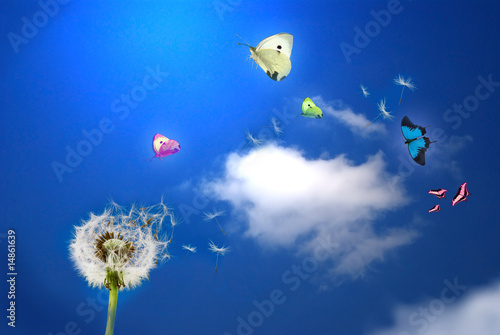 pissenlit et papillons