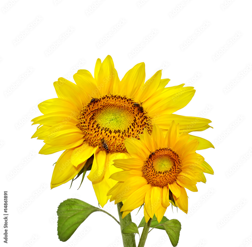 Obraz premium Two beautiful sunflowers, isolated