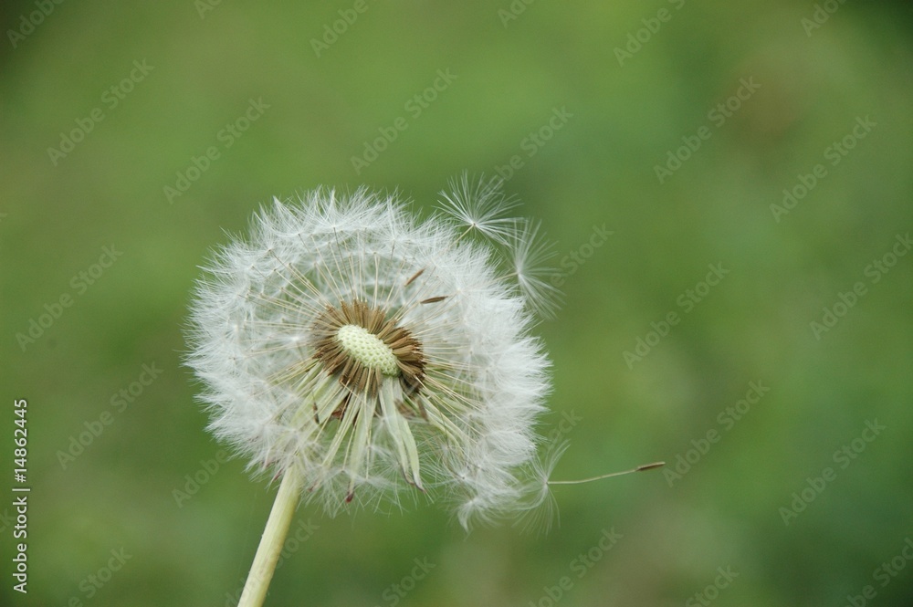 Obraz premium 自然