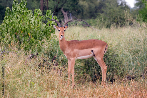 Fotografie Schwarzfersenimpala