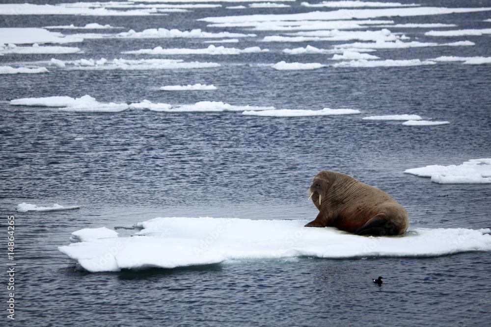 Fototapeta premium Walross