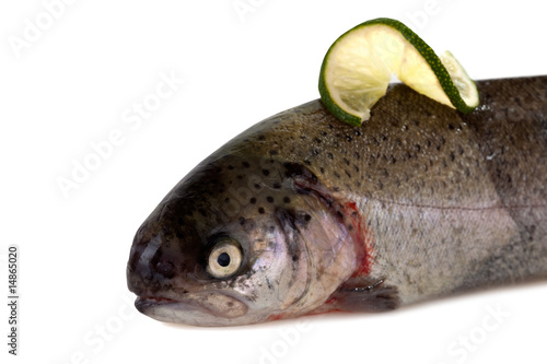 Fototapeta Naklejka Na Ścianę i Meble -  rainbow trout