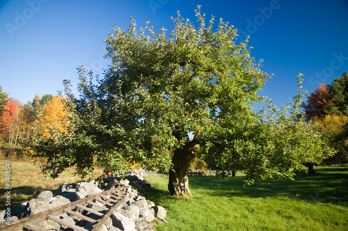Apple Tree and Stone Wall
