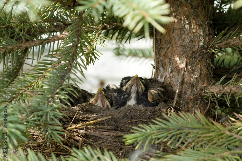 Obraz premium Bird Nest