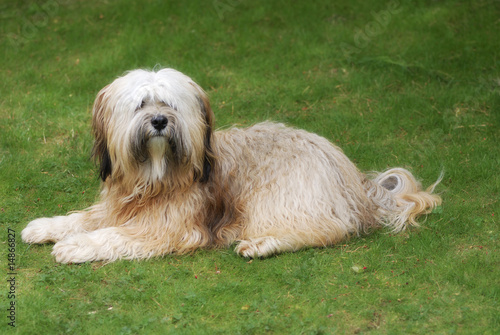 Foto Tibetan terrier