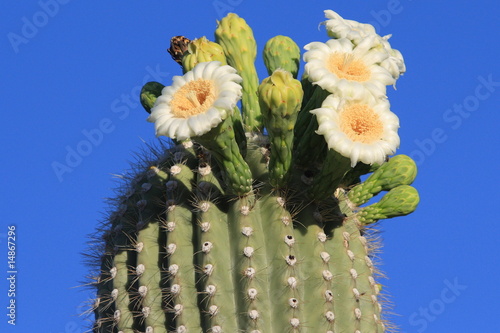 Bild auf Leinwand Saguaro flowers