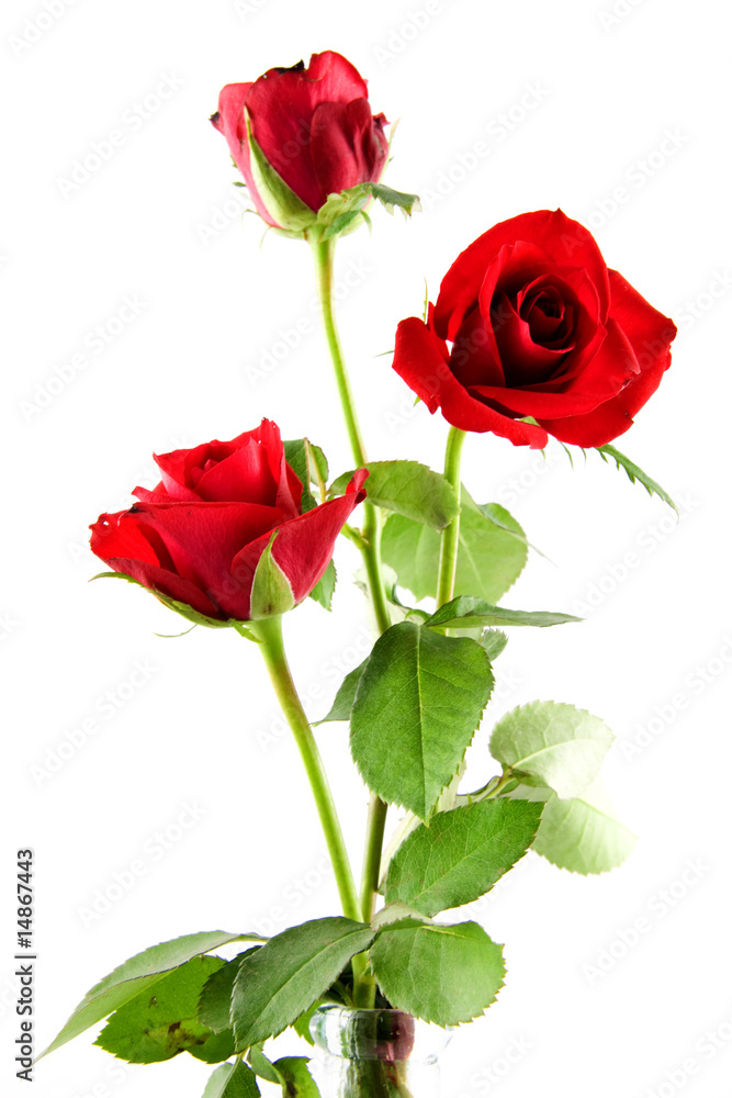 Three red roses isolated on white background Three red roses isolated on white background